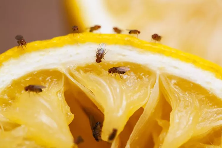 Does Windex kill fruit flies