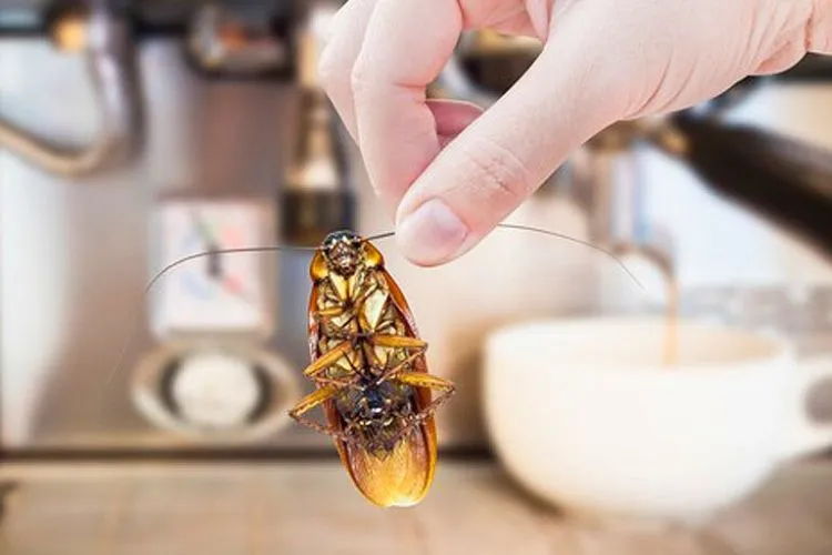 How To Get Roaches Out Of Refrigerator Motor
