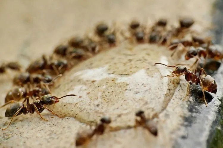 How To Get Rid Of Ants In Apartment