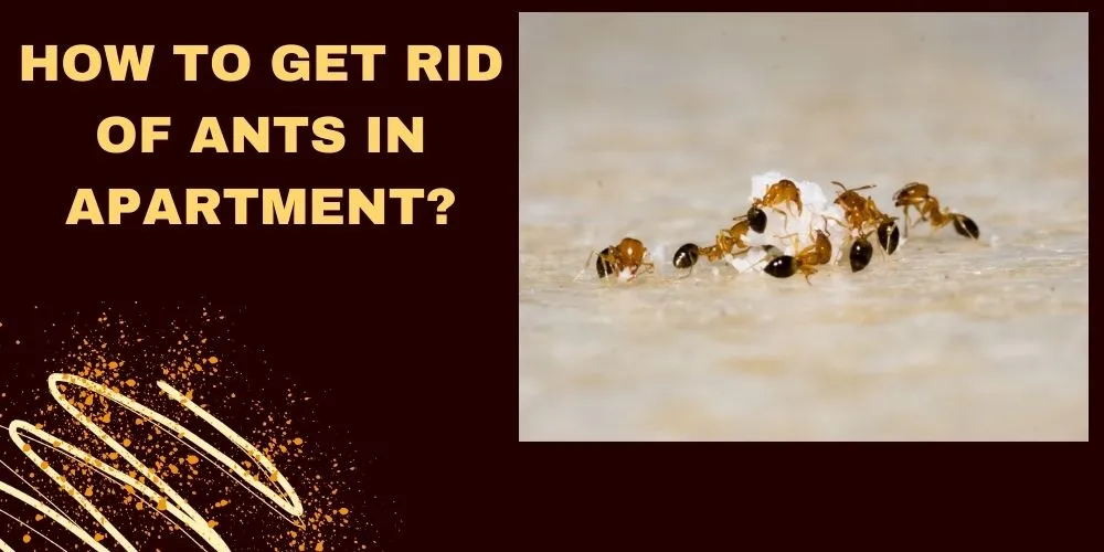 How To Get Rid Of Ants In Apartment