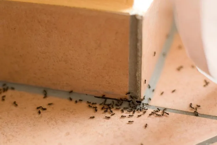 Maintenance- Keeping Ants Out for Good