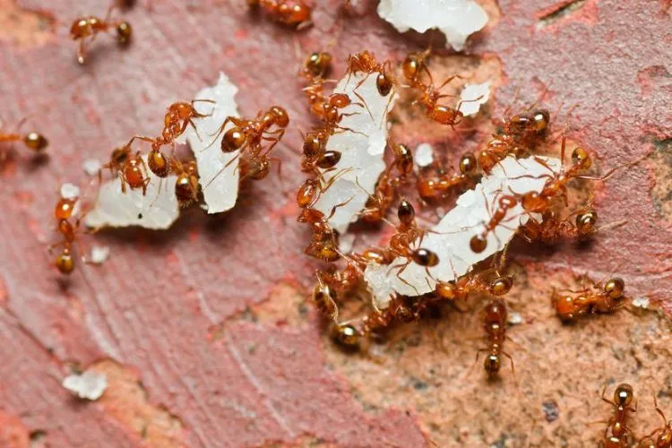 Natural Remedies to Get Rid of Ants