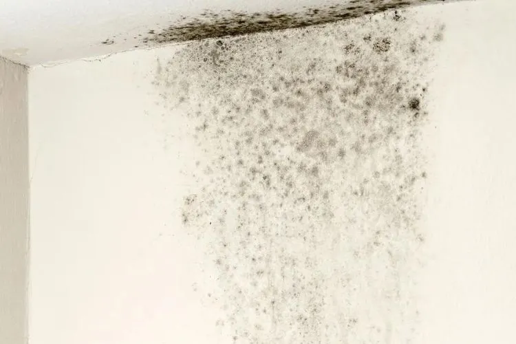 The Health Implications of Black Mold